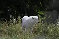 Polarwolf oder Wei�wolf (Canis lupus arctos) am 13.9.2010 im Zoo Toronto.