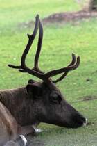 Man ist das heute wieder langweilig. Eurasisches Tundraren (Rangifer tarandus tarandus) am 13.9.2010 im Toronoto Zoo.