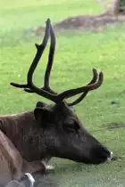 Man ist das heute wieder langweilig. Eurasisches Tundraren (Rangifer tarandus tarandus) am 13.9.2010 im Toronoto Zoo.