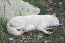Schlafender Polarwolf (Canis lupus arctos) am 13.9.2010 im Zoo Toronto.
