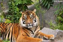  Ich hab Dich zum Fressen gern . Sibirischer Tiger oder auch Amurtiger