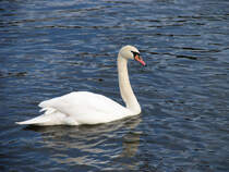 Schwan auf der Elbe; 26.02.2008
