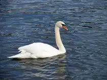 Schwan auf der Elbe; 26.02.2008
