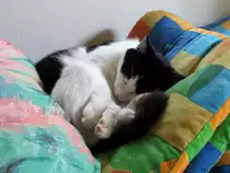 Schlummernde Katze im Vorraum eines Restaurants in der Lausitz; 12.08.2010
