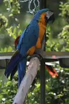 Gelbbrustara (Ara ararauna) am 13.9.2010 im Toronto Zoo.

