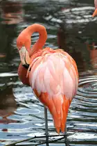 Kuba-Falmingo (Phoenicopterus ruber ruber) beim Putzen.Toronto Zoo am 13.9.2010.