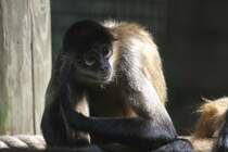Geoffroy-Klammeraffe oder auch Spinnenaffe (Ateles geoffroyi geoffroyi) am 13.9.2010 im Toronto Zoo.