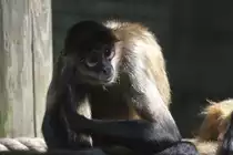 Geoffroy-Klammeraffe oder auch Spinnenaffe (Ateles geoffroyi geoffroyi) am 13.9.2010 im Toronto Zoo.