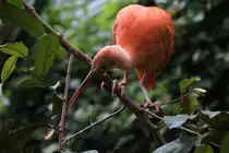 Vorsicht es k�nnte etwas von oben kommen. Scharlachsichler (Eudocimus ruber) am 13.9.2010 im Toronto Zoo. 

