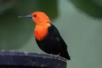 Rotkopfst�rling (Amblyramphus holosericeus) am 13.9.2010 im Toronto Zoo.