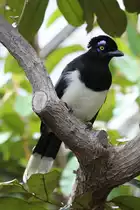 Kappenblaurabe (Cyanocorax chrysops) am 13.9.2010 im Toronto Zoo.