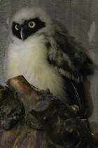 Junger Brillenkauz (Pulsatrix perspicillata) am 13.9.2010 im Toronto Zoo.