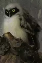 Junger Brillenkauz (Pulsatrix perspicillata) am 13.9.2010 im Toronto Zoo.