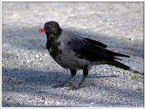 Haribo macht Krhen froh - dieser Schnappschuss gelang mir am Reichstag. 
300 mm | 1/500 sek | F6.3 | IsO 200 | Portrait-Modus
22.08.2009