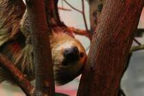 Dieses Zweifingerfaultier (Choloepus didactylus) hat es sich zwischen den sten gemtlich gemacht. Toronto Zoo am 13.9.2010.