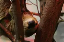 Dieses Zweifingerfaultier (Choloepus didactylus) hat es sich zwischen den �sten gem�tlich gemacht. Toronto Zoo am 13.9.2010.