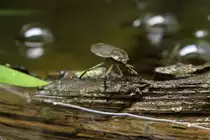 Riesenwasserwanze (Abedus herberti) am 13.9.2010 im Toronto Zoo. Bei dieser Art bekommt das M�nnchen die Eier auf den R�cken gesetzt.
