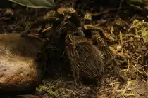 Die Brasilianische Riesenvogelspinne (Lasiodora parahybana) kann eine K�rpergr��e von 10 cm erreichen. Toronto Zoo am 13.9.2010.