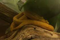 Greifschwanz-Lanzenotter (Bothriechis schlegelii) am 13.9.2010 im Toronto Zoo.