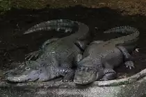 Diese zwei Mississippi-Alligatoren (Alligator mississippiensis) scheinen irgend etwas vor zu haben, so eintr�chtig wie sie nebeneinander liegen. Toronto Zoo am 13.9.2010.
