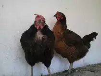 Was denken sich diese H�hner?????