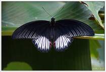 Butterfly - Name leider unbekannt, Vielleicht kann jemand helfen.
Biosph�re Potsdam
18.07.2009
