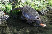 Die Schnappschildkrte (Chelydra serpentina) hat auch ein Stck vom Biberfutter abbekommen. Toronto Zoo am 13.9.2010.
