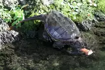 Die Schnappschildkr�te (Chelydra serpentina) hat auch ein St�ck vom Biberfutter abbekommen. Toronto Zoo am 13.9.2010.
