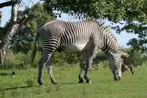 Das Grevyzebra (Equus grevyi) ist dei gr��te Zebraart. Hier ist ein einsamer Hengst mit ein paar zugeflogenen Kanadag�nsen auf der Weide.
Toronto Zoo am 13.9.2010.