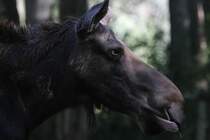 Ost - Kanada Elch (Alces alces americana) am 13.9.2010 im Torono Zoo. 