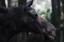 Ost - Kanada Elch (Alces alces americana) am 13.9.2010 im Torono Zoo. 