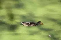 Diese Stockente wird wohl keinen Nahrungsmangel erleiden. Toronto Zoo am 13.9.2010.