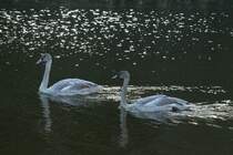 Junge Trompeterschwne (Cygnus buccinator) am 13.9.2010 im Toronto Zoo.