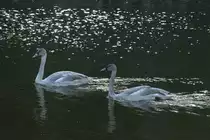 Junge Trompeterschw�ne (Cygnus buccinator) am 13.9.2010 im Toronto Zoo.