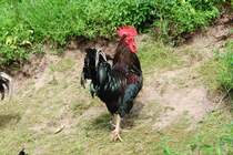 Stolzer Gockel  (Juni 2010)