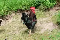 Stolzer Gockel  (Juni 2010)