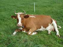 Simmentaler-Kuh am 4. September 2010 in Wachseldorn