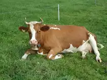 Simmentaler-Kuh am 4. September 2010 in Wachseldorn