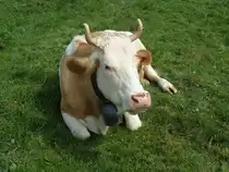 Simmentaler-Kuh am 4. September 2010 in Wachseldorn