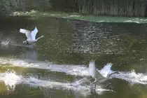 Trompeterschw�ne (Cygnus buccinator) beim Starten und ein paar Schritte weiter. Toronto Zoo am 13.9.2010.