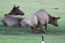 Wapiti (Cervus canadensis) beim Aufstehen. Toronoto Zoo am 13.9.2010.