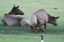 Wapiti (Cervus canadensis) beim Aufstehen. Toronoto Zoo am 13.9.2010.