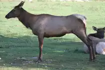 Jetzt mu� sich erst einmal gestreckt werden. Wapiti (Cervus canadensis) am 13.9.2010 im Toronoto Zoo.
