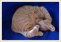 Kater Garfield  - So schl�ft der Dicke. 10.10.2009