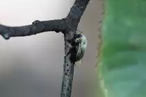 Amerikanische Pelzbiene (Anthophora sp.) am 13.9.2010 auf dem Gel�nde des Torontoer Zoos.