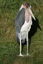Marabu (Leptoptilos crumeniferus) am 13.9.2010 im Toronto Zoo.