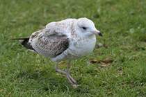 Ringschnabelmwe (Larus delawarensis) im 1. Sommerkleid am 14.9.2010 in Kingston,ON.