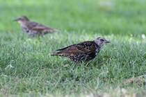 Stare (Sturnus vulgaris) am 14.9.2010 im Confederation Park in Kingston,ON. Die aus Europa stammenden Stare wurden 1890 im Cental Park in New York ausgesetzt und haben mittlerweile ganz Nordamerike erobert.