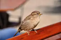 Spatz im Caf� (BERLIN/Deutschland, 07.09.2010)