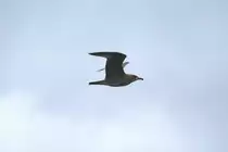 Jugendliche Heringsm�we (Larus argentatus) am 14.9.2010 am Saint-Lawrence-River.